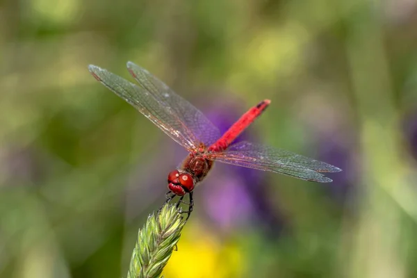 Spécimen Libellule Rouge Posant Sur Une Tige Herbe — Photo