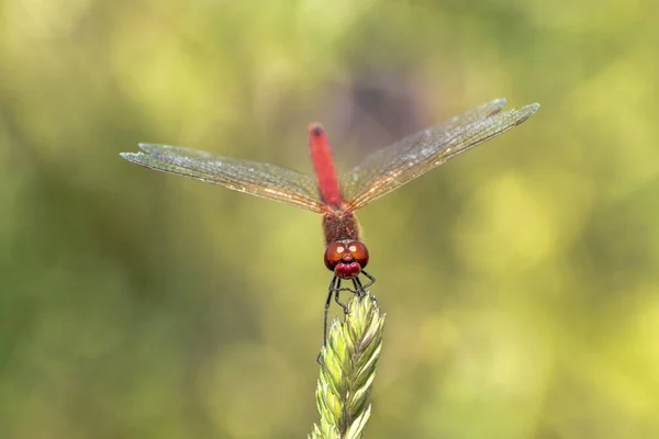 Monster Van Rode Libelle Poserend Een Grasstengel — Stockfoto