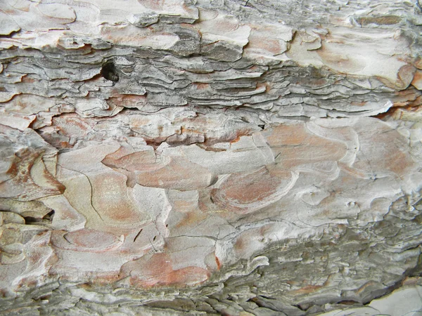 Dettaglio corteccia di quercia — Foto Stock