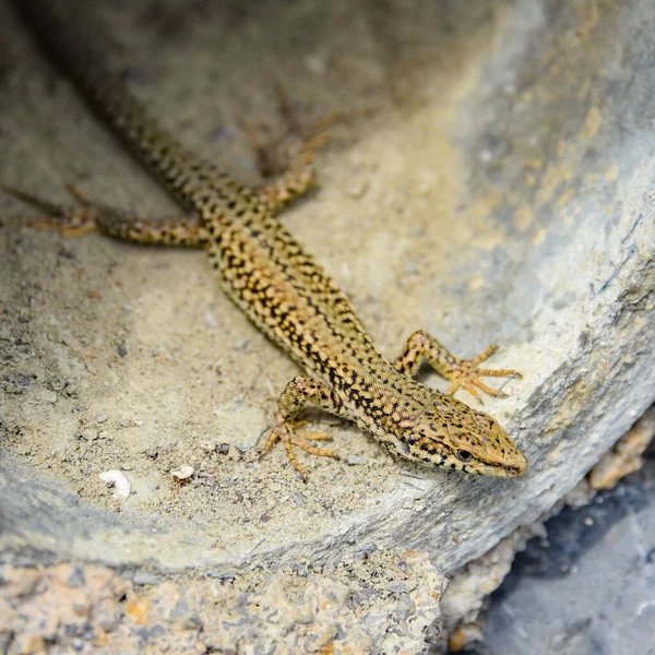 Lézard Sort Tunnel Pierre Sur Mont San Anton Getaria Espagne — Photo