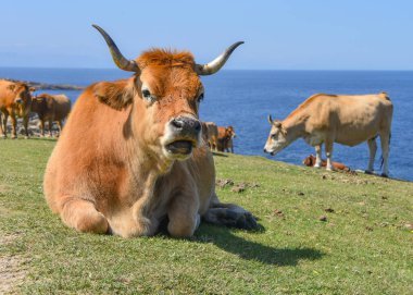 Hondarribia, İspanya 'daki Jaizkibel Dağı eteğindeki Bask sahilinde sığırlar otluyor.
