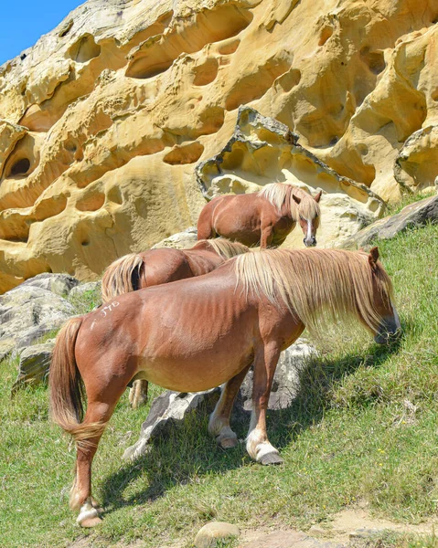 Horses Grazing Colorful Sandstone Rock Formations Basque Coast Mount Jaizkibel — Stock Photo, Image