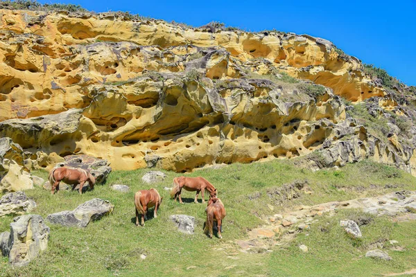 Cavalos Pastando Sob Formações Rochosas Arenito Coloridas Costa Basca Monte — Fotografia de Stock