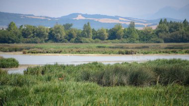 Vitoria-Gasteiz, İspanya - 21 Ağustos 2021: Salburua doğa koruma alanında kırmızı geyik Vitoria Gasteiz, İspanya yakınlarındaki yeşil kuşak arazisinde