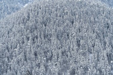 Yokuştaki kar ormanı. Ağaçların kış arkaplanı. Doğal bir model. Karda Noel ağaçları.