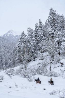 Dağ ormanında kış ata binmek. Karda ağaçlar. At sırtında iki atlı karda yürüyor. Kış dağı manzarası