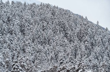 Dağ yamacındaki kar ormanı. Ağaçların kış arkaplanı. Doğal bir model. Karda Noel ağaçları. Ağaçlarla kaplı bir dağ..