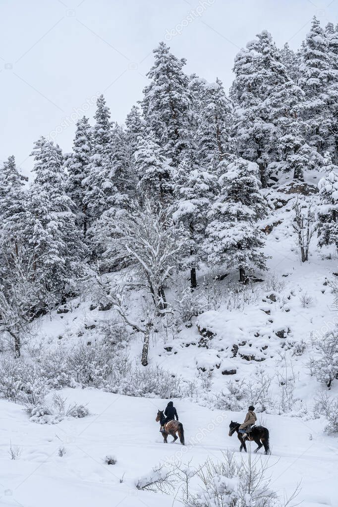 Winter horseback riding in the mountain forest. Trees in the snow. Two riders on horseback are walking through the snow. Winter mountain landscape
