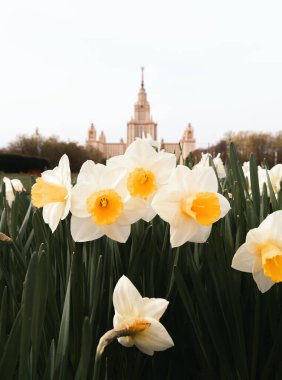 Çiçekler ve Mimarlık. Moskova Devlet Üniversitesi (MSU) yakınlarında narcissus. Bahar çiçekleri. Stalinci gökdelenler. Şehir manzarası.