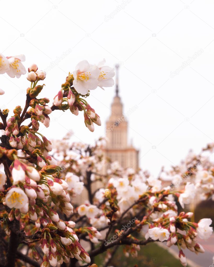 Flowers and Architecture. Sakura near Moscow State University (MSU). Spring flowers. Stalinist high-rise. Urban landscape.