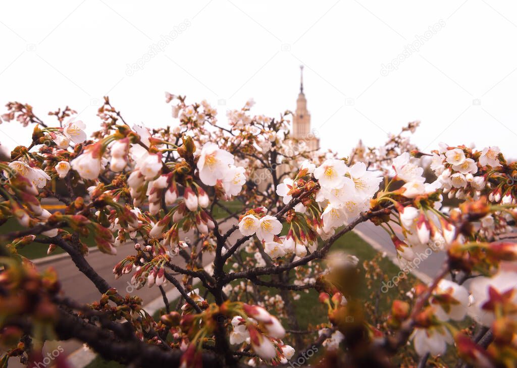 Flowers and Architecture. Sakura near Moscow State University (MSU). Spring flowers. Stalinist high-rise. Urban landscape.