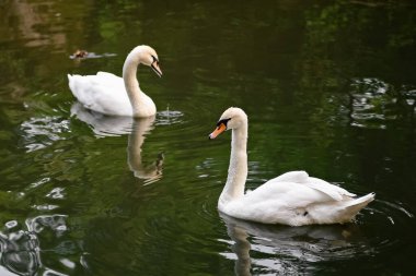 Bir su birikintisi üzerinde iki Kuğu