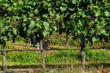 Almanya 'nın Cochem yakınlarındaki Moselle Vadisi' nin sarmaşığındaki sarmaşık üzerinde yemyeşil ve koyu mor böğürtlenlerin bir karışımını gösteren olgunlaşan üzüm kümelerinin ayrıntılı görüntüsü.
