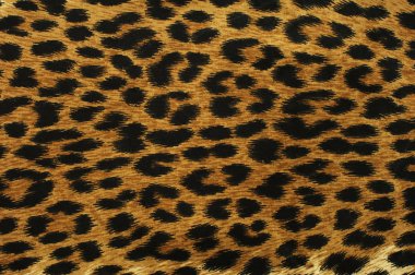 siyah leopar noktalar