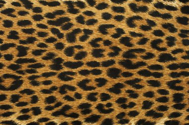 spot leopar desen kapatmak