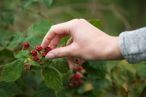 Close up female hand picking red berries — Stock Photo, Image