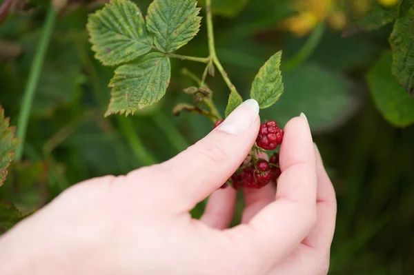 Hand picking red berry fruit from plant