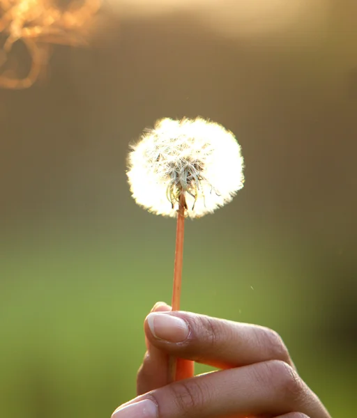 Vrouwelijke hand bedrijf paardebloem bloem — Stockfoto