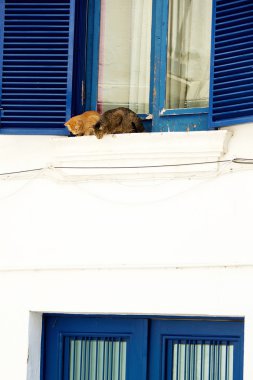 Kediler pencere üzerinde rahatlatıcı bir çift