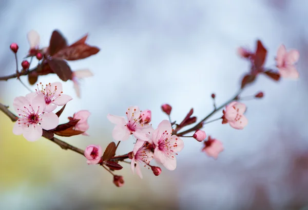 Peach Blossom detail — Stock Photo, Image