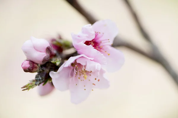 Peach Blossom detail — Stock Photo, Image