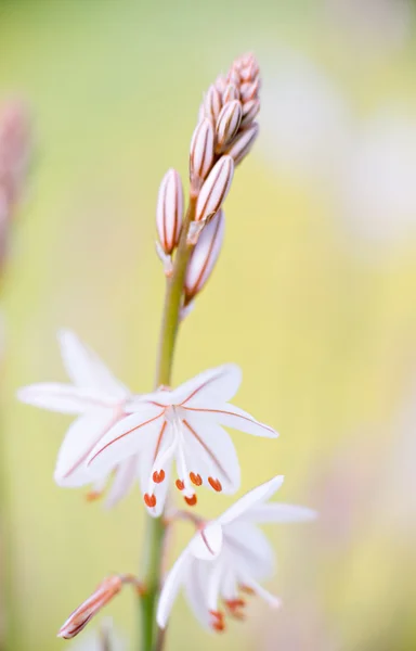 Λεπτομέρεια λουλούδι Asphodelus — Φωτογραφία Αρχείου