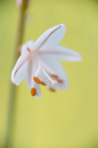 Ayrıntı çiçek çiriş otu — Stok fotoğraf