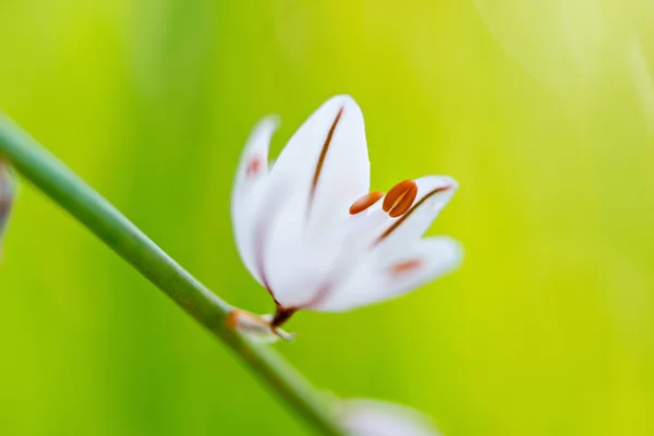 Detalle flor Asphodelus — Foto de Stock