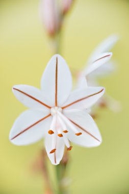 Detail flower Asphodelus clipart