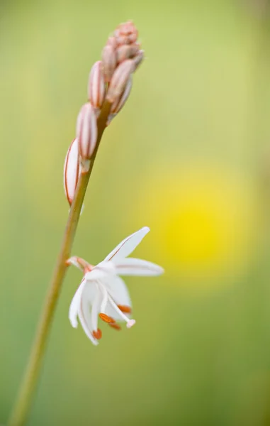 详细花 Asphodelus — 图库照片