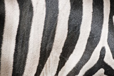 Ayrıntı Zebra deri