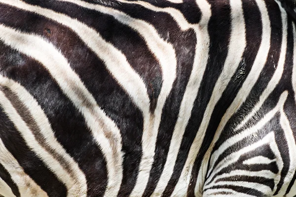 Dettaglio pelle zebra — Foto Stock