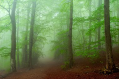 Bahar bir ormanda ayrıntılarını