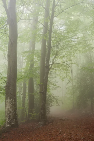 Detaljer för en skog under våren — Stockfoto