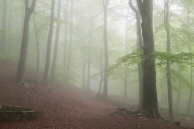 Bahar bir ormanda ayrıntılarını