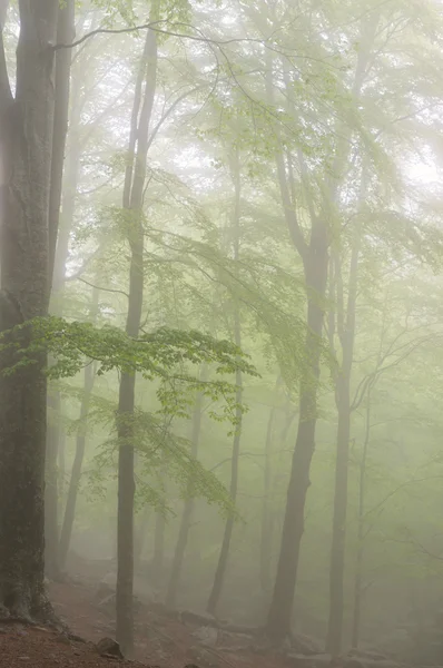 Szczegółowe informacje o lesie wiosną — Zdjęcie stockowe