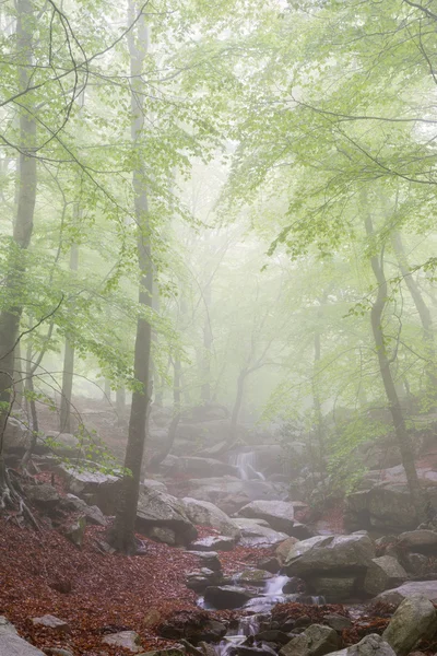 Details of a forest in spring — Stock Photo, Image