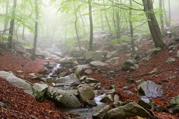 Detaljer för en skog under våren — Stockfoto