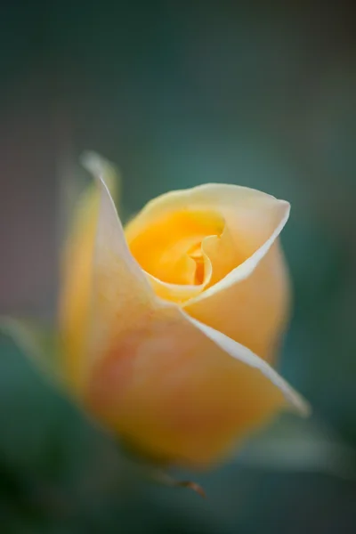 Yellow rose detail — Stock Photo, Image