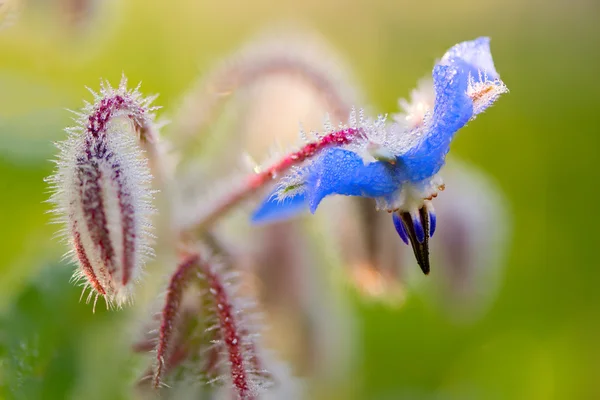 Докладно Borago лікарський — стокове фото