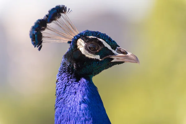 Portrait of a peacock — Stock Photo, Image