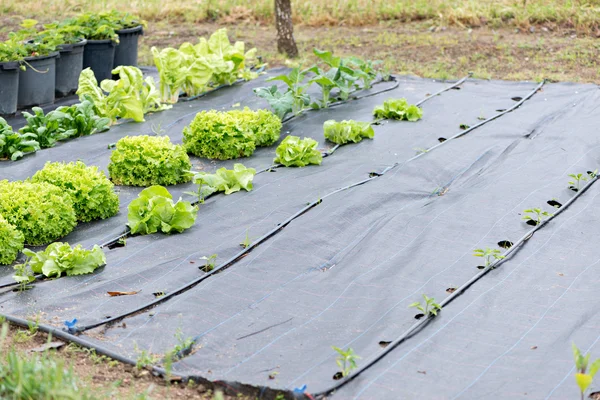 Detalle de una plantación de tomates — Foto de Stock