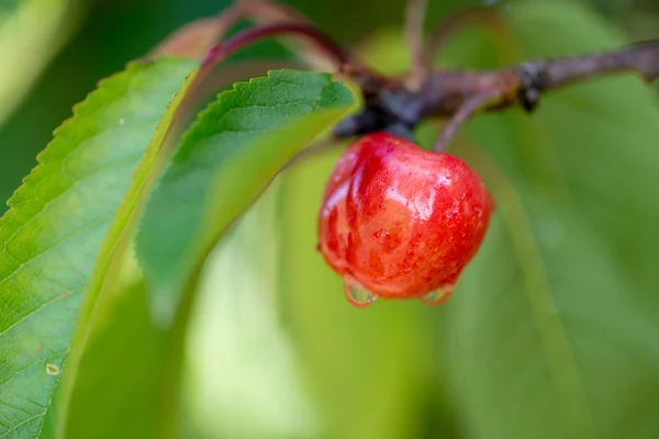 Nowo porośnięte Cherry — Zdjęcie stockowe