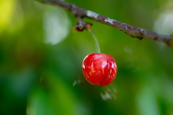 Cereza recién germinada — Foto de Stock