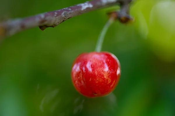 Newly sprouted Cherry — Stock Photo, Image