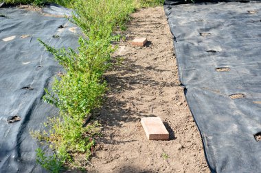 Toprak, organik sebzeler yetiştirmek için zararlı ot ağları ve damlalar yerleştirmeye hazırlanıyor. Tüm bağlama sisteminin çeşitli ayrıntıları
