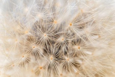 Bir Taraxacum resmi çiçeğinin içindeki makro detay