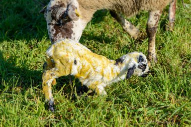Otlaktaki yeni doğmuş bir koyunun ayrıntıları