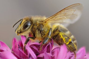 Apidae familyasından Hymenoptera cinsi bir bombanın detayları.