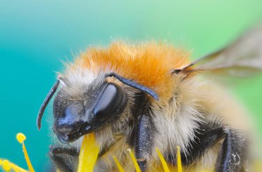 Apidae familyasından Hymenoptera cinsi bir bombanın detayları.
